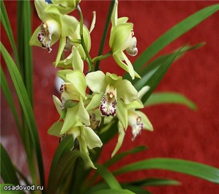 Király orchidea - Cymbidium, osadovod - minden Sade, kert- és tervezés