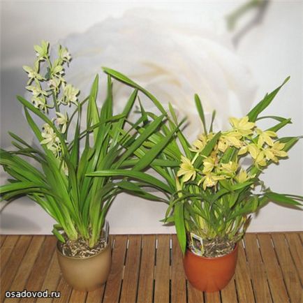 Király orchidea - Cymbidium, osadovod - minden Sade, kert- és tervezés