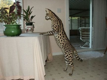 Кішка савана, найдорожча кішка в світі!