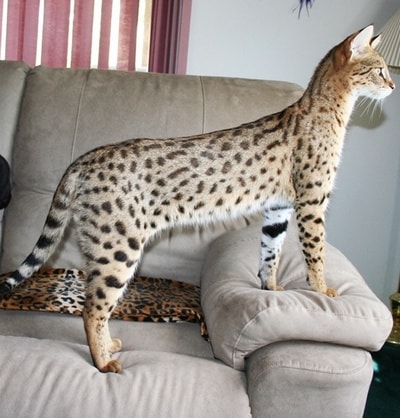 Savannah macska, a legdrágább macska a világon!