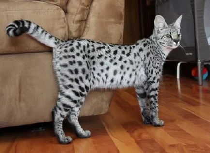 Savannah macska, a legdrágább macska a világon!