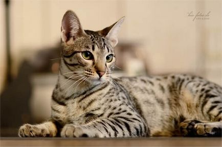 Кішка савана, найдорожча кішка в світі!