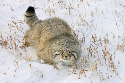 Коти від Херсонеса до Архангельська, журнал про подорожі по россии