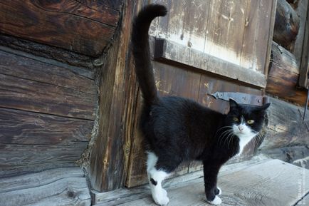 Pisici din Chersonese în Arhangelsk, o revistă despre călătoriile în Rusia