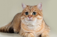Chinchilla kiscicák, brit, ezüst, arany, Scottish fold rövidszőrű macskák - kik ők