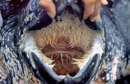 Kérgesteknősfélék teknős, vagy zsákmány (páncél