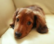 Bolile de piele ale câinilor, hipovitaminoza, nutriția necorespunzătoare se reflectă în pielea câinelui, erozivă