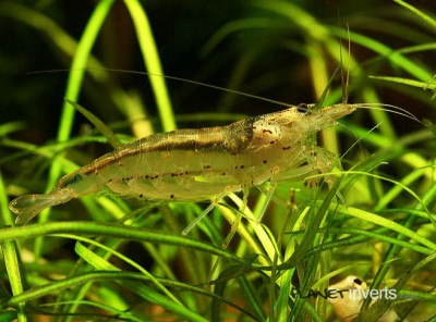 Creveți amano (creveți amano, caridina multidentata) - forum pentru acvarii