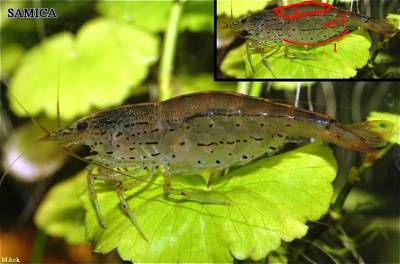 Creveți amano (caridina multidentata)