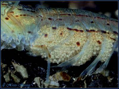 Creveți amano (caridina multidentata)