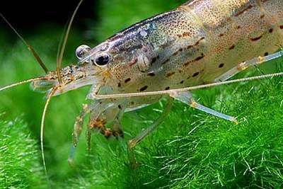 Креветка амано (caridina multidentata)