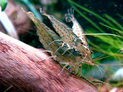 Creveți amano (caridina multidentata)