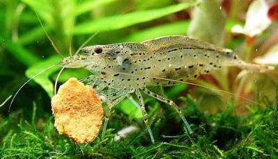 Креветка амано (caridina multidentata)