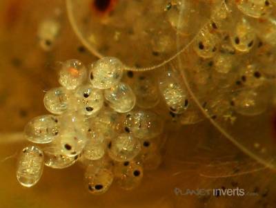 Креветка амано (caridina multidentata)