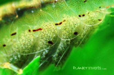 Creveți amano (caridina multidentata)