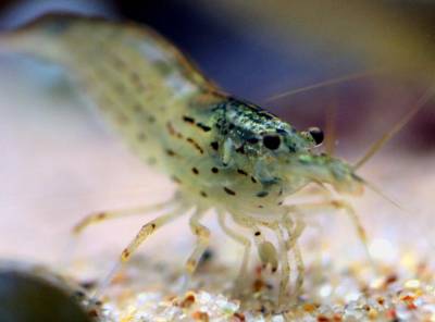 Креветка амано (caridina multidentata)