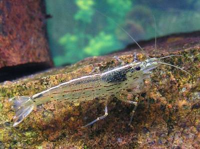 Креветка амано (caridina multidentata)