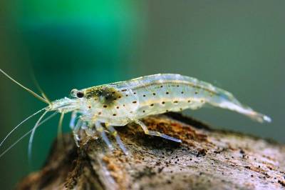 Креветка амано (caridina multidentata)