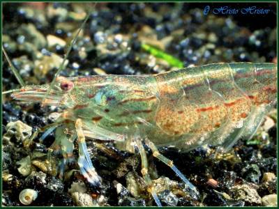 Creveți amano (caridina multidentata)