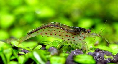 Creveți amano (caridina multidentata)