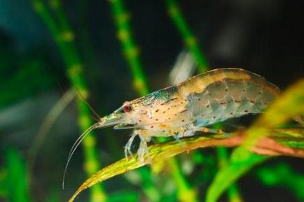 Shrimp Amano aspect, conținut, hrană, compatibilitate, reproducere