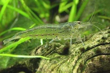 Shrimp Amano aspect, conținut, hrană, compatibilitate, reproducere