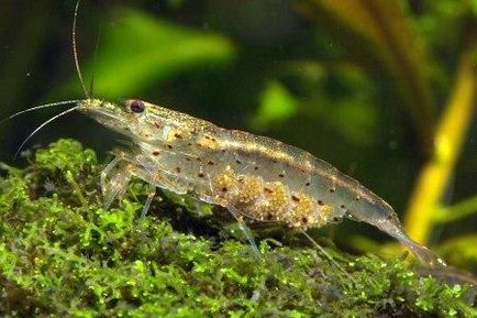 Shrimp Amano aspect, conținut, hrană, compatibilitate, reproducere