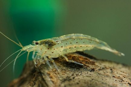 Shrimp Amano aspect, conținut, hrană, compatibilitate, reproducere