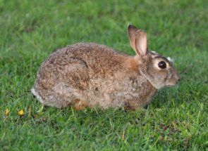 Cine este un astfel de iepure sălbatic prezintă viață și principalele specii în natură