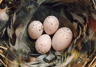 Cucul - păsări uimitoare și diverse