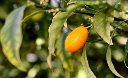 Kumquat - proprietăți utile și contraindicații, beneficiile kumquatului uscate și uscate