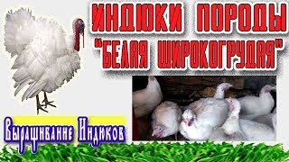 Cumparati curcan in Ufa, vanzari de carne proaspata broiler broiler 2 oferte