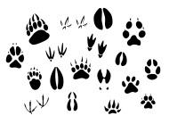 Paw picioare grafice gratuite vector - descărca 67 de fișiere