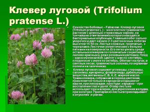 Лікування атеросклерозу луговим конюшиною