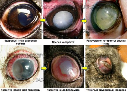 Лікування катаракти, міжнародний ветеринарний центр репродукції та штучного осіменіння дрібних