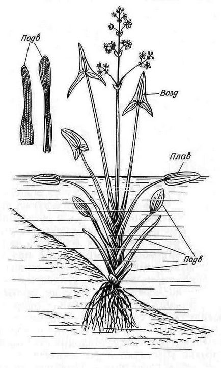 Cursuri de botanică