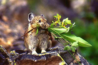 Lemming leírás, életmód