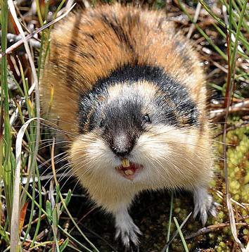 Lemming leírás, életmód