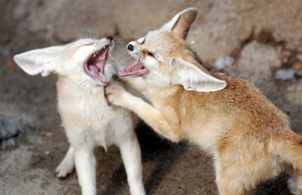 Fox Fenech - kis állat Észak-Afrika