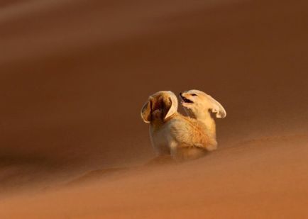 Fox Fenech - kis állat Észak-Afrika