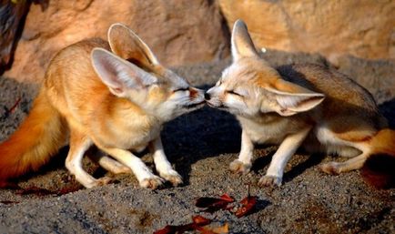 Fox fenech - un animal mic din nordul Africii