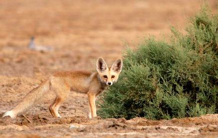 Fox Fenech - kis állat Észak-Afrika