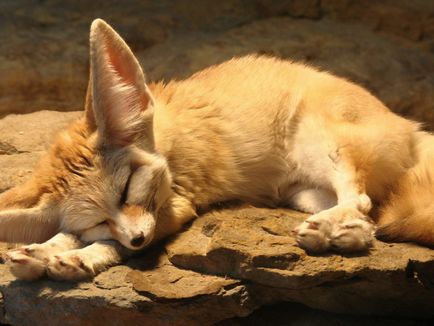 Fox Fenech - kis állat Észak-Afrika