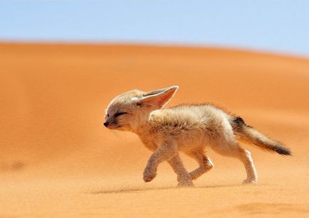 Fox Fenech - kis állat Észak-Afrika