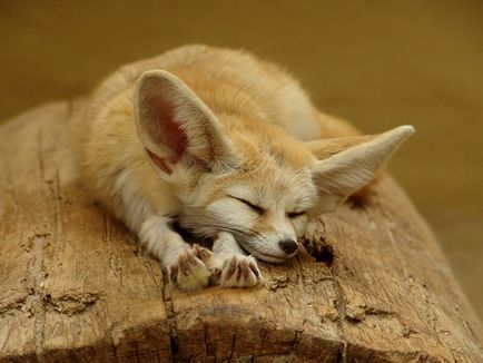 Fox fenech - un animal mic din nordul Africii