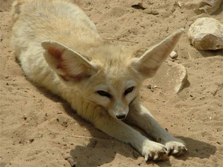 Fox Fenech - kis állat Észak-Afrika