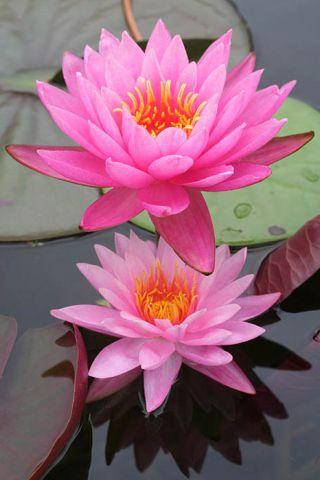 Un lotus pentru feng shui este valoarea unei mascote - viața mea