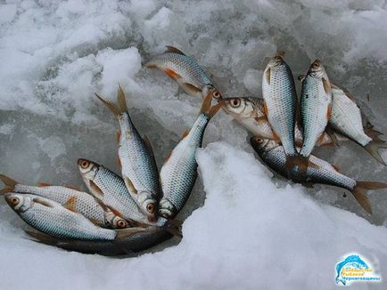 Ловля на покаток - зимові способи лову риби
