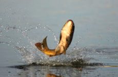 Ragályos csótány a feeder tavasszal, nyáron és ősszel