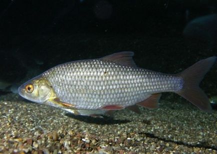 Ragályos csótány a feeder tavasszal, nyáron és ősszel